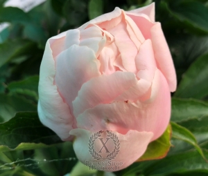 Thumbnail of Peony Julia Domna, image 2 of 3