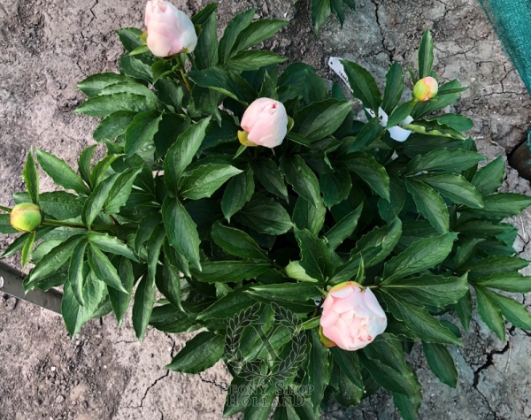 Peony Julia Domna, image 3 of 3