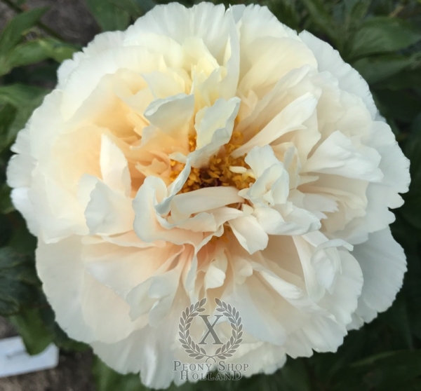 Peony Julia Drusilla