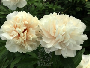 Thumbnail of Peony Julia Drusilla, image 2 of 3