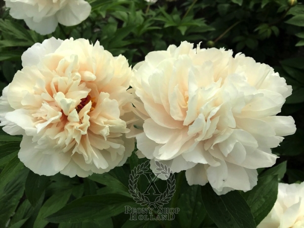 Peony Julia Drusilla, image 2 of 3