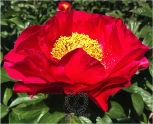 Thumbnail of Peony Julia Felix, image 1 of 1