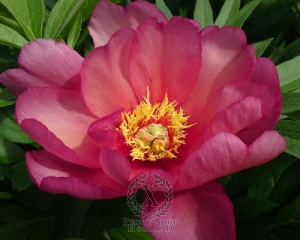 Thumbnail of Peony Julia Rose, image 1 of 2