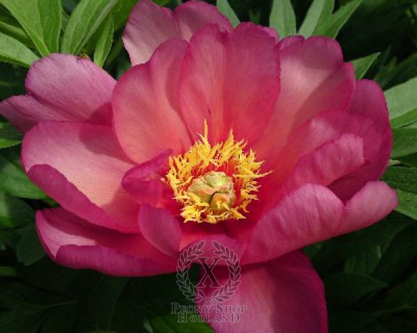 Peony Julia Rose