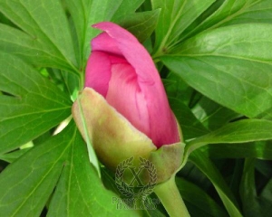 Thumbnail of Peony Julia Rose, image 2 of 2
