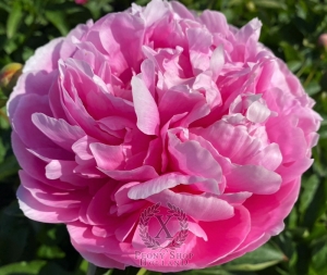 Thumbnail of Peony Julia Titi, image 1 of 6