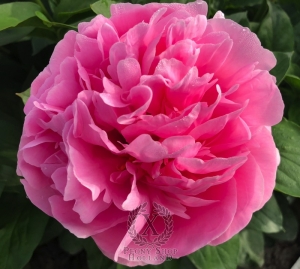 Thumbnail of Peony Julia Titi, image 2 of 6