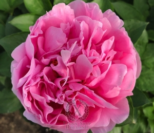 Thumbnail of Peony Julia Titi, image 3 of 6