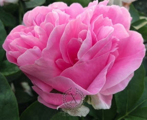 Thumbnail of Peony Julia Titi, image 4 of 6