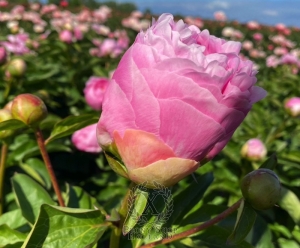 Thumbnail of Peony Julia Titi, image 5 of 6