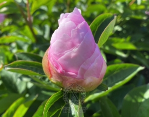 Thumbnail of Peony Julia Titi, image 6 of 6