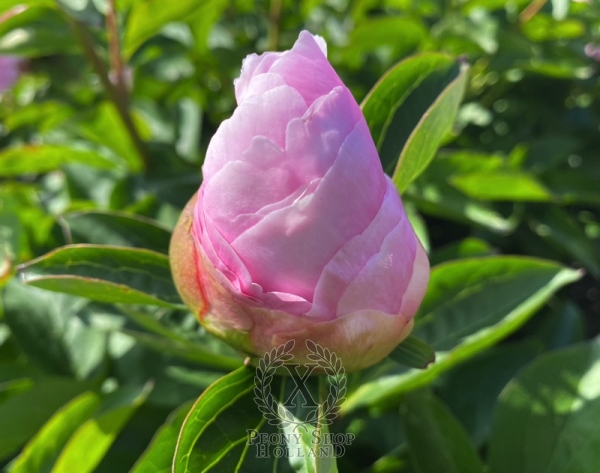 Peony Julia Titi, image 6 of 6