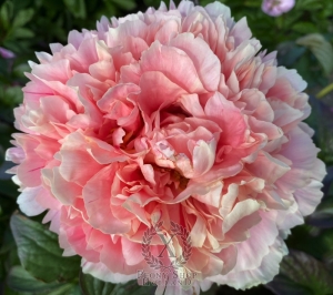 Thumbnail of Peony Julian ll Apostate®, image 1 of 6