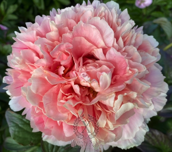 Peony Julian ll Apostate®