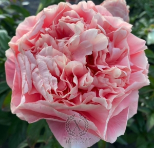 Thumbnail of Peony Julian ll Apostate®, image 2 of 6