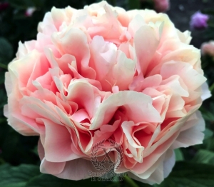 Thumbnail of Peony Julian ll Apostate®, image 3 of 6