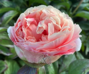 Thumbnail of Peony Julian ll Apostate®, image 4 of 6