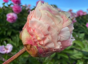 Thumbnail of Peony Julian ll Apostate®, image 5 of 6