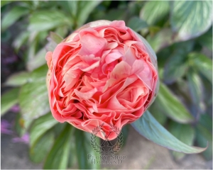 Thumbnail of Peony Julian ll Apostate®, image 6 of 6