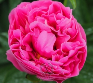 Thumbnail of Peony Juliska, image 1 of 1