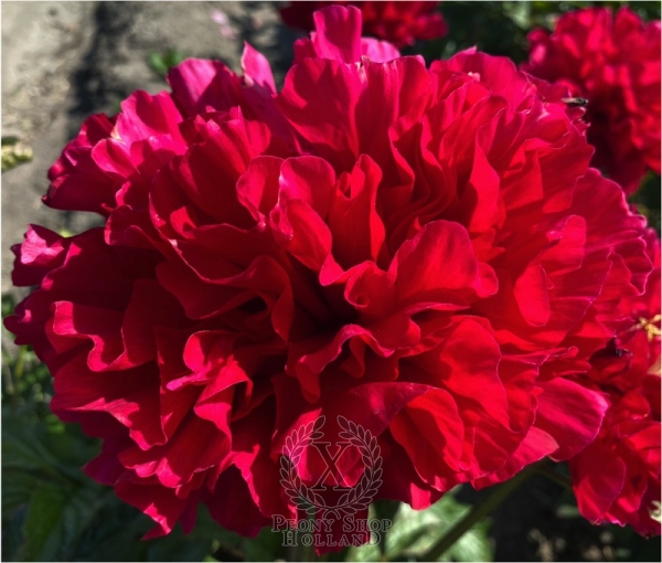 Peony Julius Caesar's Glory®