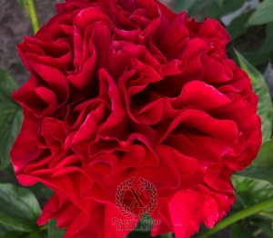 Thumbnail of Peony Julius Caesar's Glory®, image 2 of 8