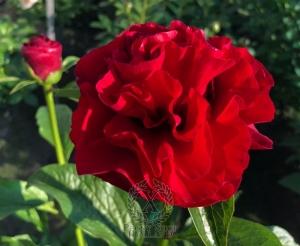 Thumbnail of Peony Julius Caesar's Glory®, image 3 of 8