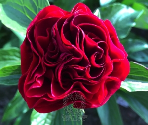 Thumbnail of Peony Julius Caesar's Glory®, image 4 of 8