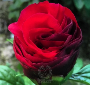 Thumbnail of Peony Julius Caesar's Glory®, image 5 of 8