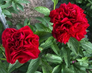 Thumbnail of Peony Julius Caesar's Glory®, image 8 of 8