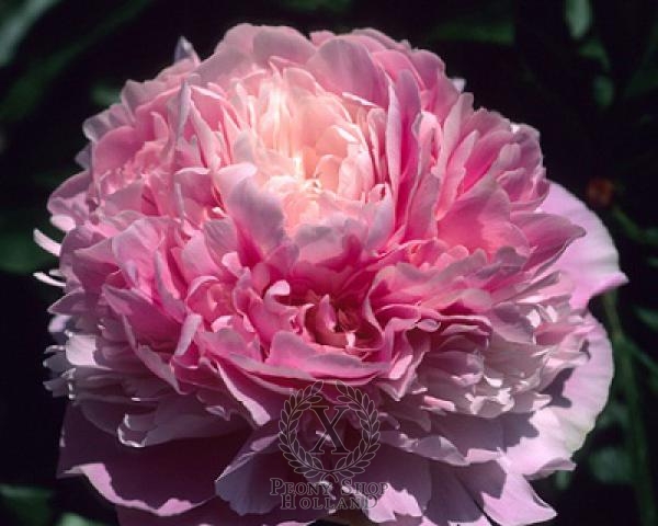 Peony Junior Miss