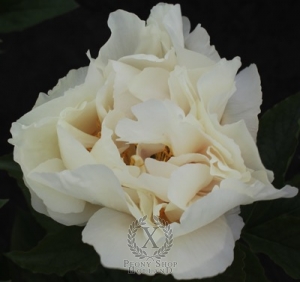 Thumbnail of Peony Just Peachy, image 1 of 1