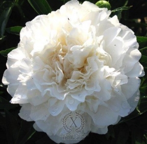 Thumbnail of Peony K-Nina, image 1 of 1