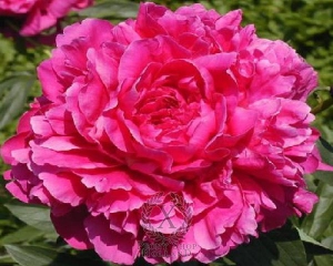 Thumbnail of Peony Kansas, image 1 of 1