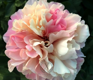 Thumbnail of Peony Kantharos®, image 1 of 4