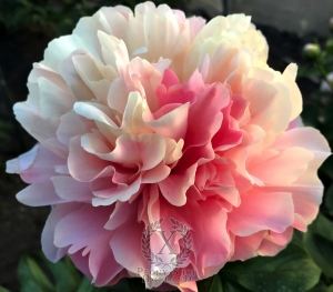 Thumbnail of Peony Kantharos®, image 2 of 4