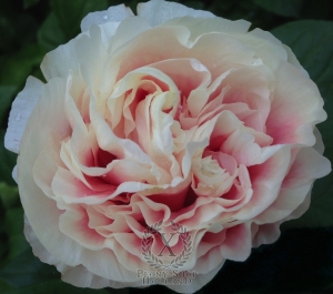 Thumbnail of Peony Kantharos®, image 3 of 4