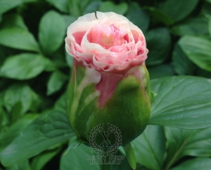 Thumbnail of Peony Kantharos®, image 4 of 4