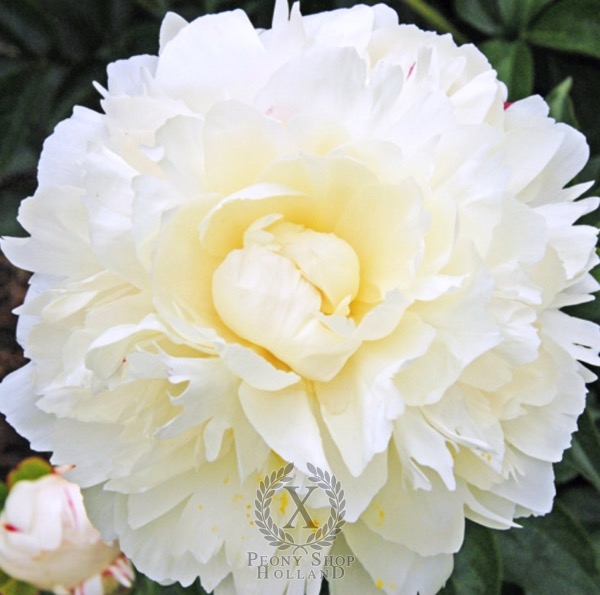 Peony Katharine