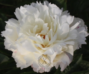 Thumbnail of Peony Katharine, image 2 of 2