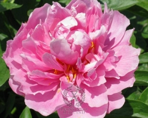 Thumbnail of Peony Kathy's Touch, image 1 of 1