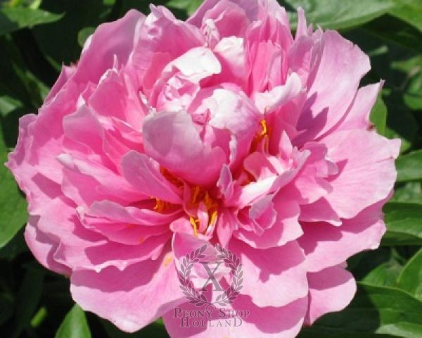 Peony Kathy's Touch