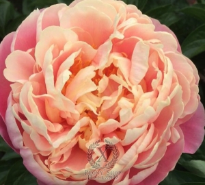 Thumbnail of Peony Kayleigh Ann, image 1 of 2