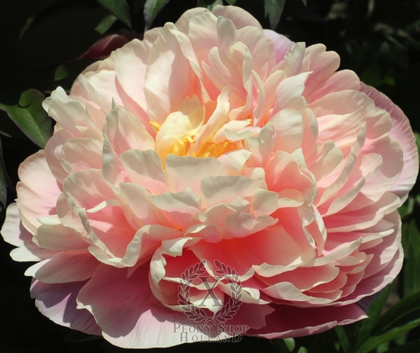 Peony Kayleigh Ann, image 2 of 2