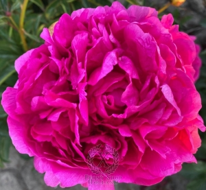 Thumbnail of Peony Kievskaja Rus, image 1 of 2