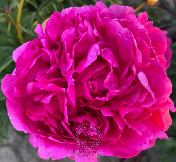 Peony Kievskaja Rus