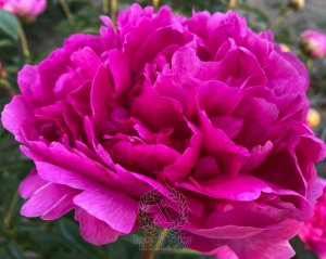 Thumbnail of Peony Kievskaja Rus, image 2 of 2