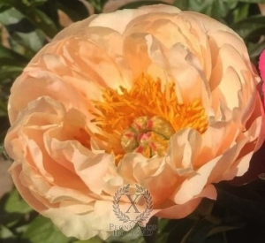 Thumbnail of Peony King's Day, image 1 of 2