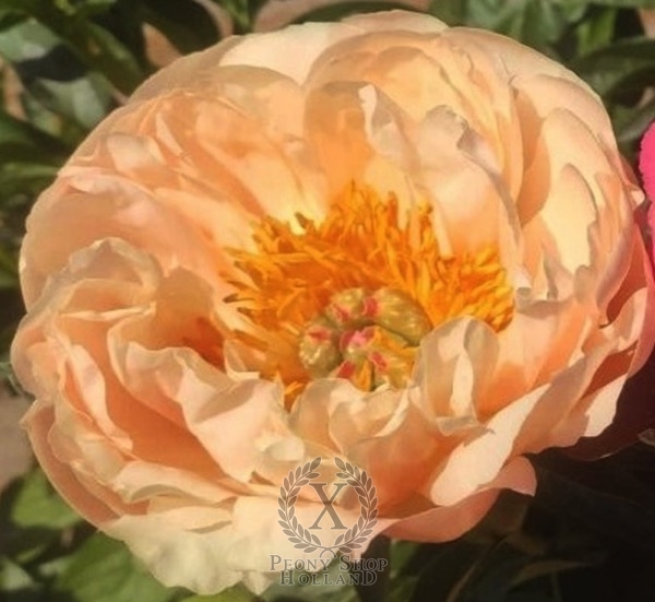 Peony King's Day, image 1 of 2