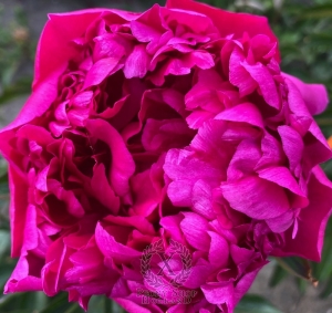 Thumbnail of Peony Krejser Avrora, image 1 of 2